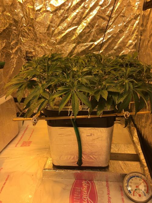 DWC Strawberry Chemdawg OG. Week 8