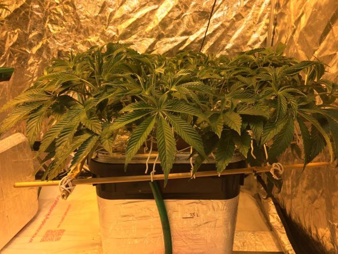 DWC Strawberry Chemdawg OG. Week 8