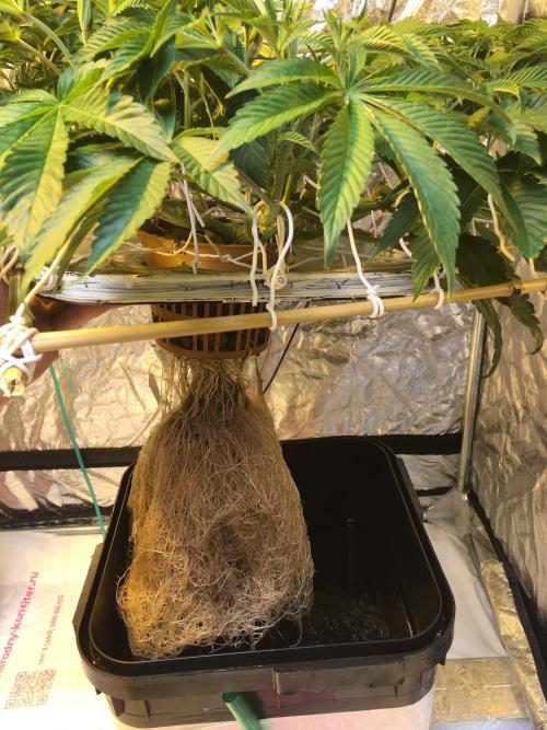 DWC Strawberry Chemdawg OG. Week 8