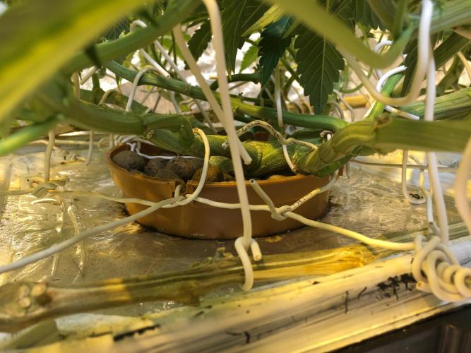 DWC Strawberry Chemdawg OG. Week 8