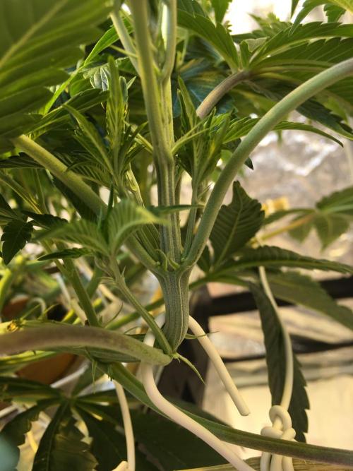 DWC Strawberry Chemdawg OG. Week 8