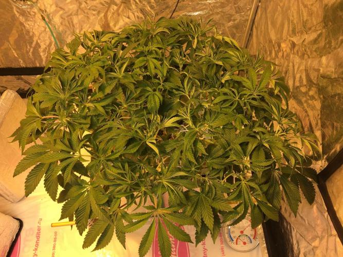 DWC Strawberry Chemdawg OG. Week 8