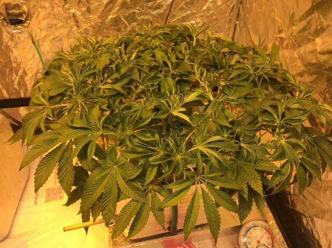 DWC Strawberry Chemdawg OG. Week 8