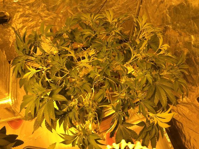 DWC Strawberry Chemdawg OG. Week 8