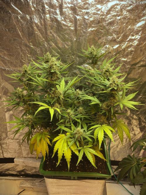 Wedding Cake Auto. Week 8