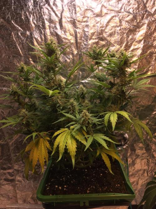 Wedding Cake Auto. Week 8