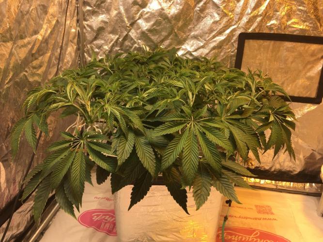 DWC Strawberry Chemdawg OG. Week 8