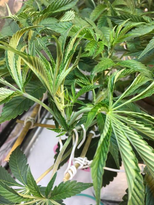 DWC Strawberry Chemdawg OG. Week 8