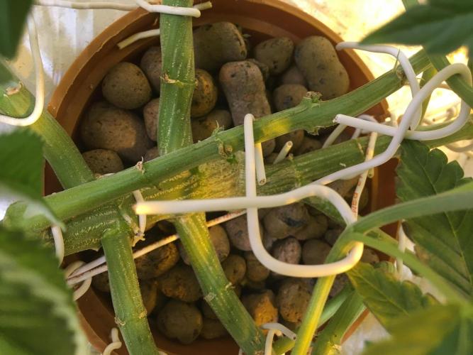 DWC Strawberry Chemdawg OG. Week 8