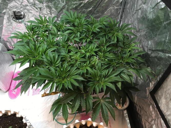 DWC Strawberry Chemdawg OG. Week 8