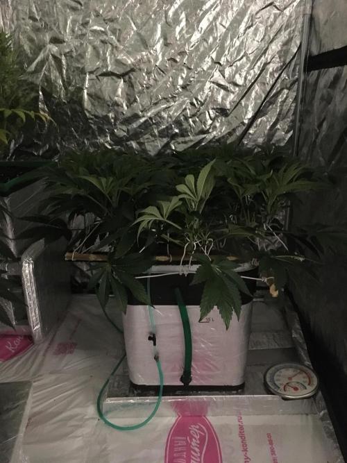 DWC Strawberry Chemdawg OG. Week 8