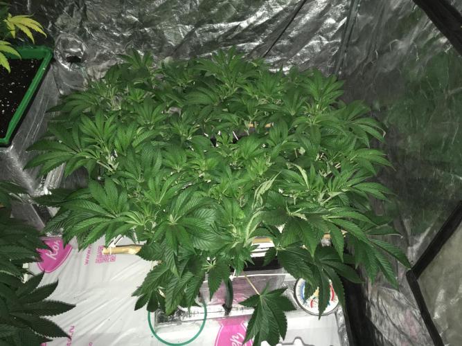 DWC Strawberry Chemdawg OG. Week 8 - Shedule 12/12