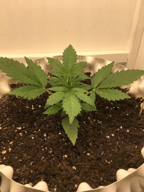 StrawberryBanana GorillaCookies AUTO. Week 3 - Gorilla Cookies