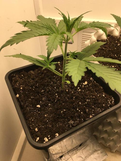 StrawberryBanana GorillaCookies AUTO. Week 3 - Strawberry Banana
