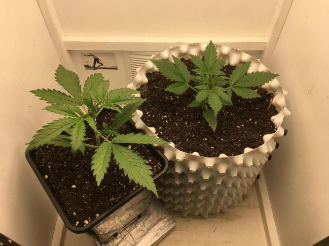 StrawberryBanana GorillaCookies AUTO. Week 3
