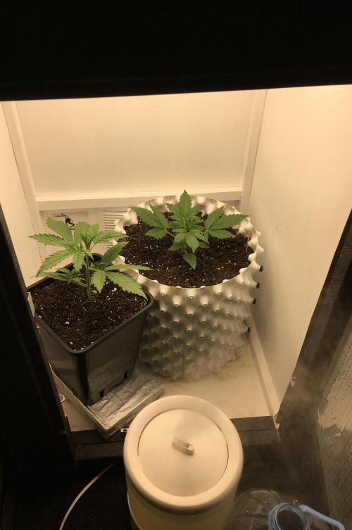 StrawberryBanana GorillaCookies AUTO. Week 3