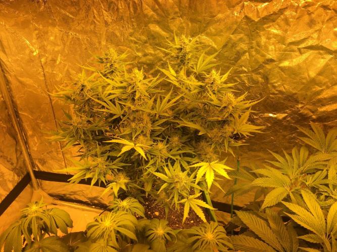 Wedding Cake Auto. Week 8