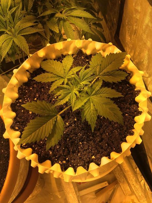StrawberryBanana GorillaCookies AUTO. Week 3 - Strawberry Banana