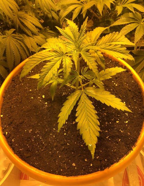 StrawberryBanana GorillaCookies AUTO. Week 3 - Strawberry Banana