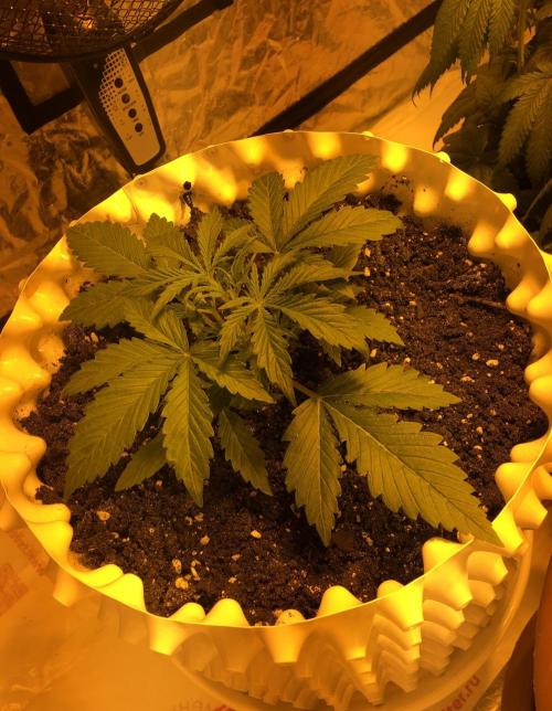 StrawberryBanana GorillaCookies AUTO. Week 3 - Gorilla Cookies