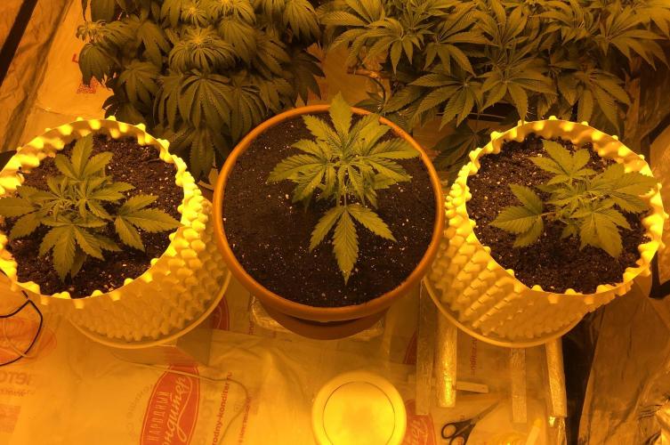 StrawberryBanana GorillaCookies AUTO. Week 3