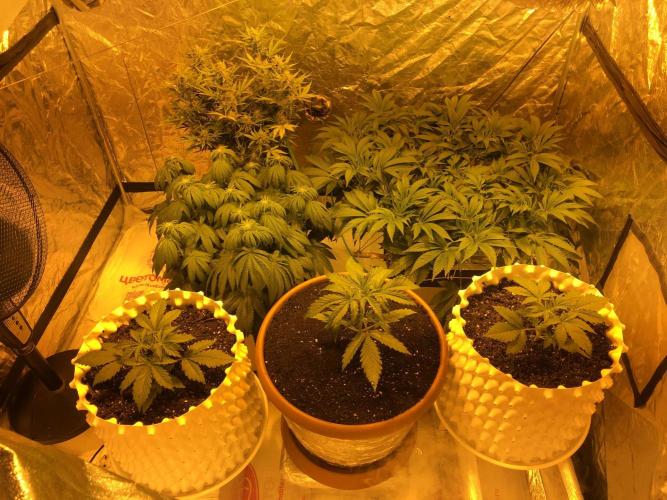 StrawberryBanana GorillaCookies AUTO. Week 3