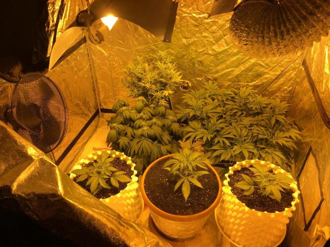 StrawberryBanana GorillaCookies AUTO. Week 3