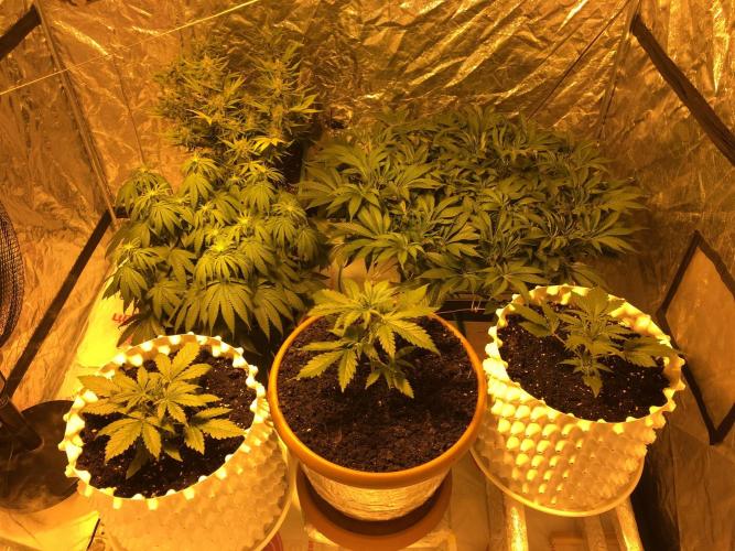 DWC Strawberry Chemdawg OG. Week 8