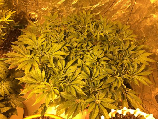 DWC Strawberry Chemdawg OG. Week 8