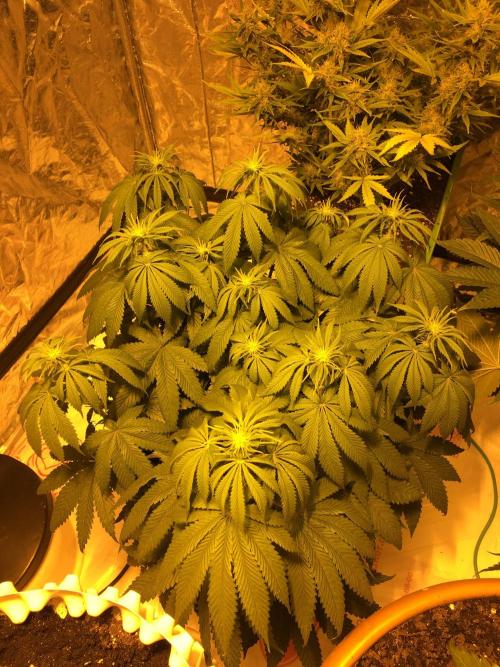 DWC Strawberry Chemdawg OG. Week 8