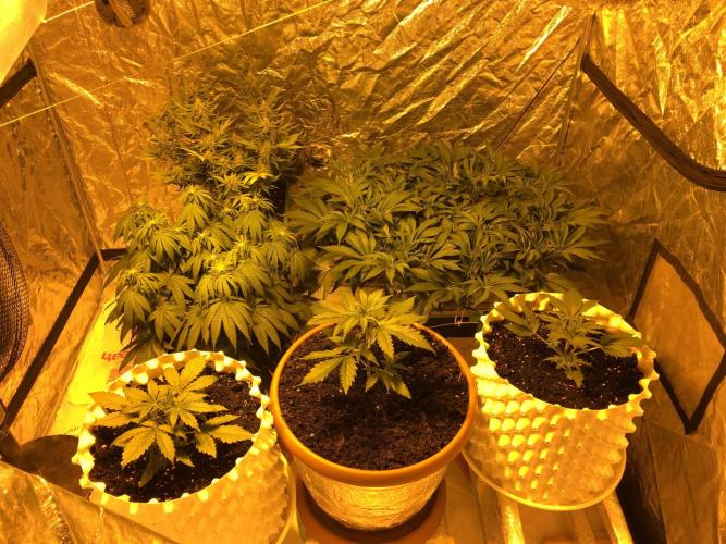 DWC Strawberry Chemdawg OG. Week 8