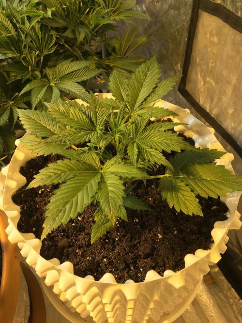 StrawberryBanana GorillaCookies AUTO. Week 3