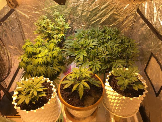 StrawberryBanana GorillaCookies AUTO. Week 3