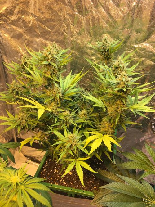 Wedding Cake Auto. Week 8