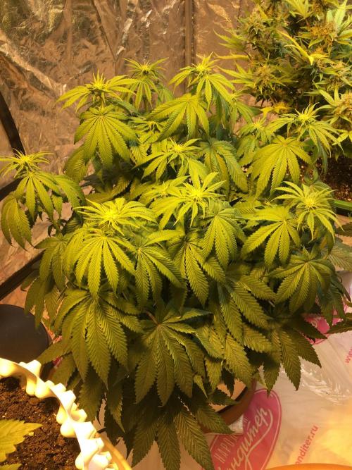 DWC Strawberry Chemdawg OG. Week 8