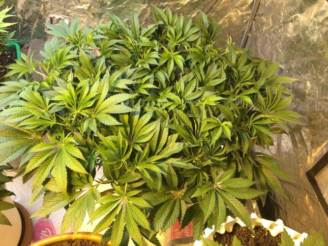 DWC Strawberry Chemdawg OG. Week 8