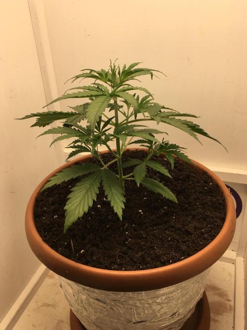 StrawberryBanana GorillaCookies AUTO. Week 3