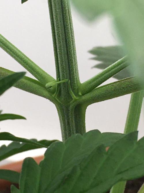 StrawberryBanana GorillaCookies AUTO. Week 3