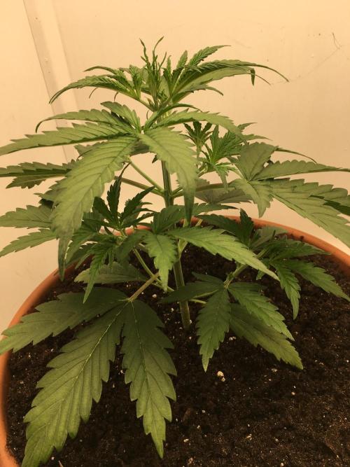 StrawberryBanana GorillaCookies AUTO. Week 3