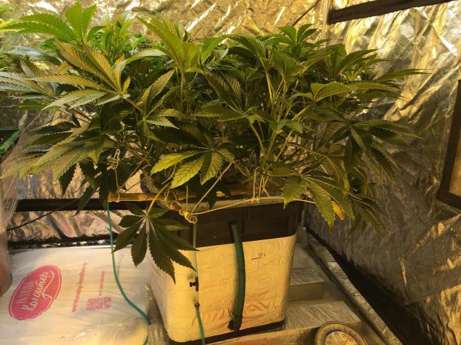 DWC Strawberry Chemdawg OG. Week 9