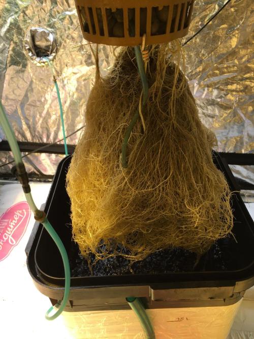 DWC Strawberry Chemdawg OG. Week 9