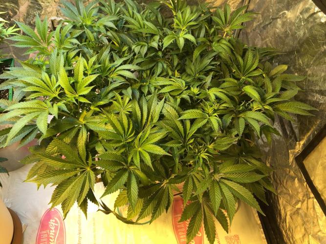 DWC Strawberry Chemdawg OG. Week 9