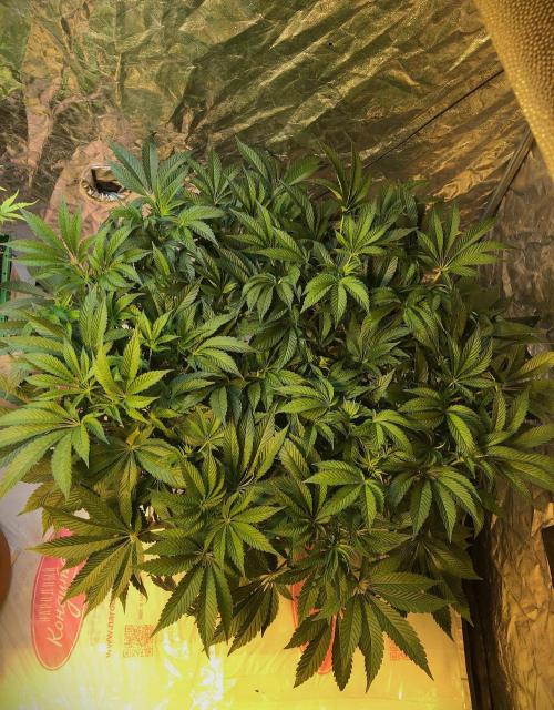 DWC Strawberry Chemdawg OG. Week 9