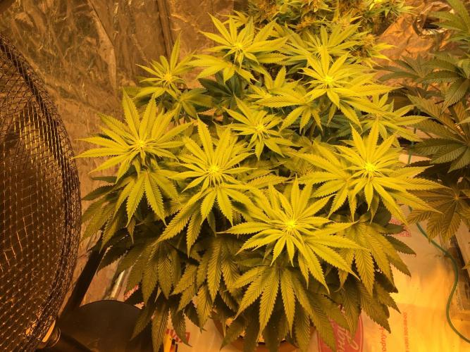 DWC Strawberry Chemdawg OG. Week 9