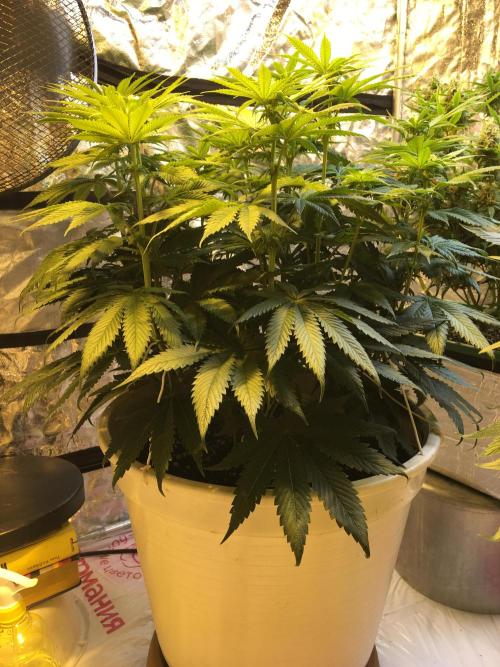 DWC Strawberry Chemdawg OG. Week 9