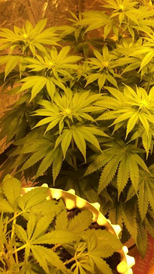 DWC Strawberry Chemdawg OG