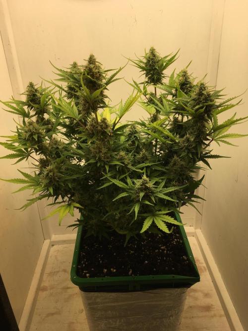 Wedding Cake Auto. Week 9