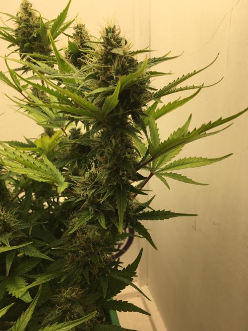 Wedding Cake Auto. Week 9