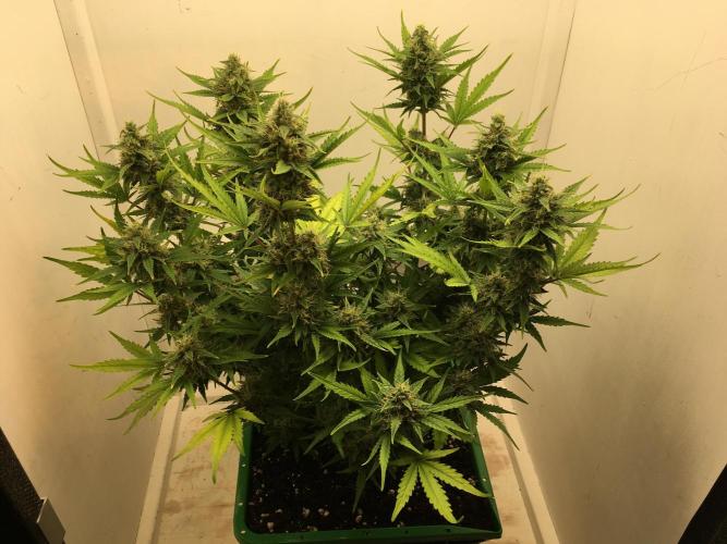 Wedding Cake Auto. Week 9