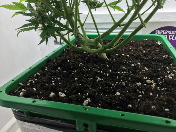 Wedding Cake Auto. Week 9